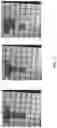Fig. 13 - Method for reagent-specific driving EWoD arrays in microfluidic systems