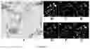 Fig. 06 - Laser scanning ablation synthesis of medium-entropy and high-entropy particles with size from nanometer to micrometer