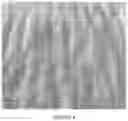 Fig. 05 - Elastic Laminate Having Increased Rugosity