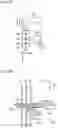 Fig. 22 - VIBRATION DAMPING DEVICE FOR ELEVATOR ROPE AND ELEVATOR APPARATUS