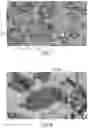 Fig. 09 - METHOD AND DEVICE FOR IMPROVING SLUDGE BIODEGRADABILITY