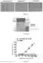 Fig. 02 - Ketoamide compound and preparation method, pharmaceutical composition, and use thereof