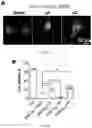 Fig. 29 - Compounds as potential therapeutic agents targeting various neurodegenerative diseases