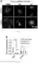 Fig. 30 - Compounds as potential therapeutic agents targeting various neurodegenerative diseases