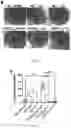 Fig. 31 - Compounds as potential therapeutic agents targeting various neurodegenerative diseases