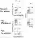 Fig. 29 - ZIRCONIUM-89 OXINE COMPLEX AS A CELL LABELING AGENT FOR POSITRON EMISSION TOMOGRAPHY