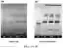 Fig. 03 - ANANDAMIDE COMPOUNDS