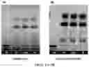 Fig. 04 - ANANDAMIDE COMPOUNDS