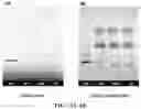 Fig. 05 - ANANDAMIDE COMPOUNDS
