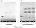Fig. 06 - ANANDAMIDE COMPOUNDS