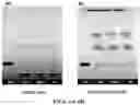 Fig. 07 - ANANDAMIDE COMPOUNDS