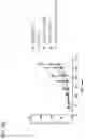 Fig. 08 - Immunomodulatory peptides