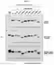 Fig. 07 - CONFORMATIONAL EPITOPE OF HEPATITIS B SURFACE ANTIGEN AND ANTIBODY BINDING SPECIFICALLY THERETO