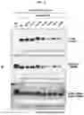 Fig. 09 - CONFORMATIONAL EPITOPE OF HEPATITIS B SURFACE ANTIGEN AND ANTIBODY BINDING SPECIFICALLY THERETO