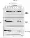 Fig. 21 - CONFORMATIONAL EPITOPE OF HEPATITIS B SURFACE ANTIGEN AND ANTIBODY BINDING SPECIFICALLY THERETO