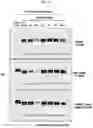 Fig. 22 - CONFORMATIONAL EPITOPE OF HEPATITIS B SURFACE ANTIGEN AND ANTIBODY BINDING SPECIFICALLY THERETO
