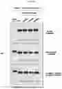 Fig. 27 - CONFORMATIONAL EPITOPE OF HEPATITIS B SURFACE ANTIGEN AND ANTIBODY BINDING SPECIFICALLY THERETO