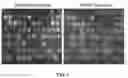 Fig. 02 - Chimeric receptor binding proteins for use in bacterial delivery vehicles