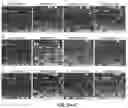 Fig. 06 - Chimeric receptor binding proteins for use in bacterial delivery vehicles