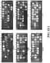 Fig. 13 - Chimeric receptor binding proteins for use in bacterial delivery vehicles
