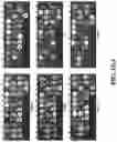 Fig. 15 - Chimeric receptor binding proteins for use in bacterial delivery vehicles