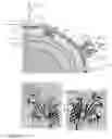 Fig. 02 - MODIFIED FACTOR H BINDING PROTEIN