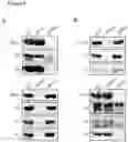 Fig. 06 - MODIFIED FACTOR H BINDING PROTEIN