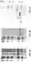 Fig. 03 - ENGINEERED LYSIN-HUMAN DEFENSIN PROTEIN