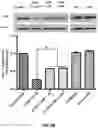 Fig. 09 - ENGINEERED LYSIN-HUMAN DEFENSIN PROTEIN