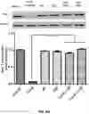 Fig. 10 - ENGINEERED LYSIN-HUMAN DEFENSIN PROTEIN