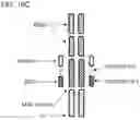 Fig. 40 - MULTIMERIC T-CELL MODULATORY POLYPEPTIDES AND METHODS OF USE THEREOF