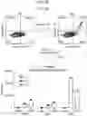 Fig. 57 - MULTIMERIC T-CELL MODULATORY POLYPEPTIDES AND METHODS OF USE THEREOF