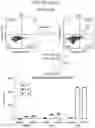 Fig. 58 - MULTIMERIC T-CELL MODULATORY POLYPEPTIDES AND METHODS OF USE THEREOF