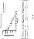 Fig. 08 - BIFUNCTIONAL MOLECULES WITH IL-7 ACTIVITY