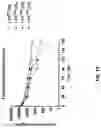 Fig. 20 - BIFUNCTIONAL MOLECULES WITH IL-7 ACTIVITY