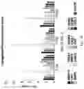 Fig. 104 - Compositions, formulations and interleukin production and purification