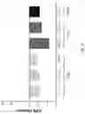 Fig. 118 - Compositions, formulations and interleukin production and purification