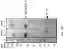 Fig. 156 - Compositions, formulations and interleukin production and purification