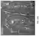 Fig. 166 - Compositions, formulations and interleukin production and purification