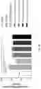 Fig. 60 - Compositions, formulations and interleukin production and purification