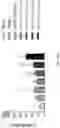 Fig. 67 - Compositions, formulations and interleukin production and purification