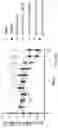 Fig. 70 - Compositions, formulations and interleukin production and purification
