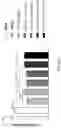 Fig. 73 - Compositions, formulations and interleukin production and purification