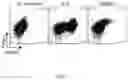 Fig. 07 - MOLECULES THAT SELECTIVELY ACTIVATE REGULATORY T CELLS FOR THE TREATMENT OF AUTOIMMUNE DISEASES
