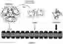 Fig. 01 - Rapid-acting insulin analogues of enhanced stability