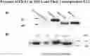 Fig. 01 - PLATFORMS, COMPOSITIONS, AND METHODS FOR THERAPEUTIC DELIVERY