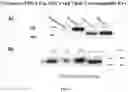 Fig. 02 - PLATFORMS, COMPOSITIONS, AND METHODS FOR THERAPEUTIC DELIVERY