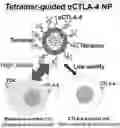 Fig. 01 - Immune tolerant elastin-like peptide tetramer guided nanoparticles and methods of use