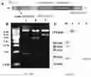 Fig. 02 - Immune tolerant elastin-like peptide tetramer guided nanoparticles and methods of use