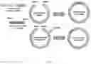 Fig. 03 - Immune tolerant elastin-like peptide tetramer guided nanoparticles and methods of use